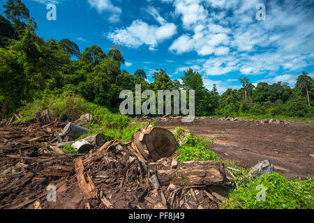 Regenwald Holz & gerodeten Flächen in Deramakot, Sabah, Malaysia Borneo Stockfoto