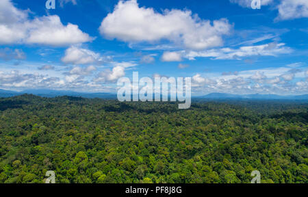 Antenne drone Foto von unberührten, tropischen Regenwald Deramakot Forest Reserve, Sabah, Malaysia Borneo Stockfoto