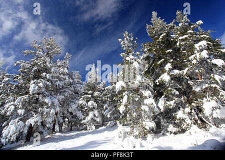 Col de Bleine, Prealpes d'Azur, Alpes Maritimes, 06, PACA, Frankreich Stockfoto