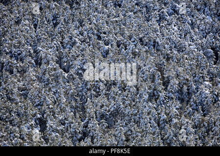 Col de Bleine, Prealpes d'Azur, Alpes Maritimes, 06, PACA, Frankreich Stockfoto