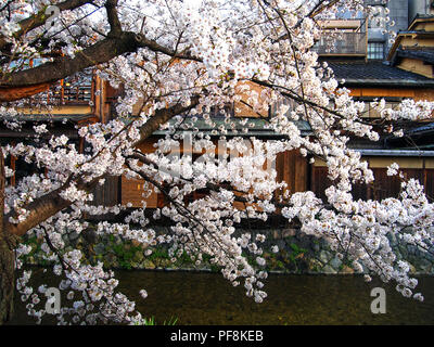 Frühling in Kyoto (Japan) Stockfoto