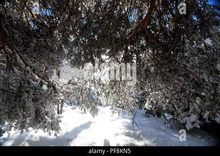 Col de Bleine, Prealpes d'Azur, Alpes Maritimes, 06, PACA, Frankreich Stockfoto