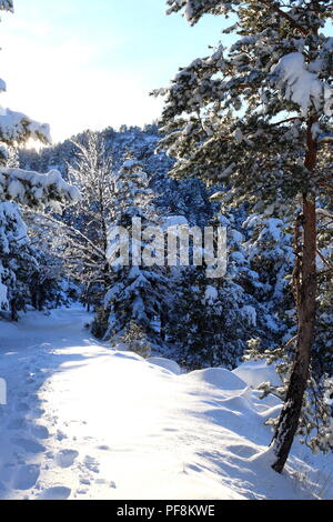 Col de Bleine, Prealpes d'Azur, Alpes Maritimes, 06, PACA, Frankreich Stockfoto