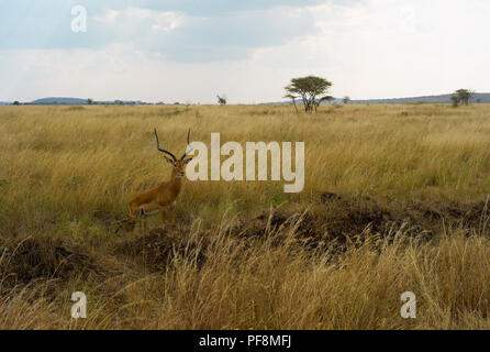 Impala Antelope auf einer Ebene mit Hohem gelben Gras im Serengeti-Nationalpark, Tansania Stockfoto