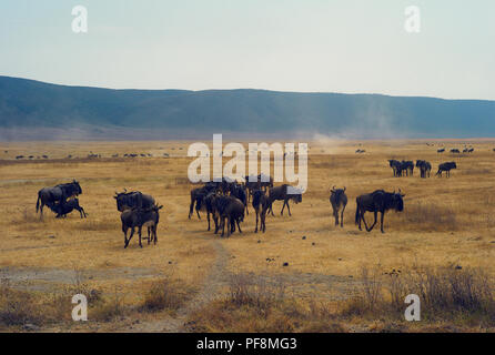 Herde of Wildebeest in einer Staubigen und trockenen Ebene im Ngorongoro-Krater, Tansania Stockfoto