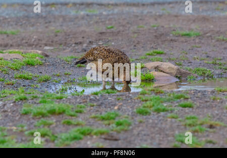 Moorschneehuhn Trinkwasser aus einer Pfütze am Straßenrand auf UK Grouse Moor bei extremen Hitzewelle von 2018. Lagopus lagopus. Horizontale. Stockfoto