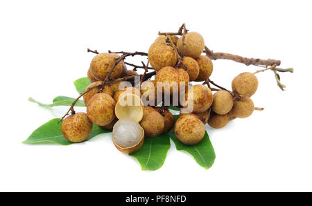 Frische Longan Früchte, Dimocarpus longan, auf weissem, Zentrale von Thailand. Stockfoto