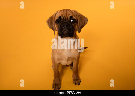 Studioaufnahme eines Pug Puppy auf einem roten Stuhl vor einem gelb-orangefarbenen Hintergrund Stockfoto