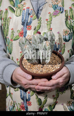 Astrophytum myriostigma, eine Spezies von Cactus native zu den Highlands im Nordosten und in Mexiko. Southport Flower Show 2018. Stockfoto