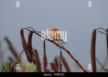 Safran Finch (Sicalis flaveola) Big Island Hawaii Stockfoto