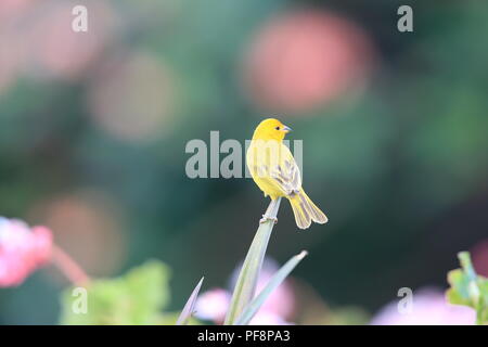 Safran Finch (Sicalis flaveola) Big Island Hawaii Stockfoto