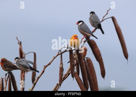 Safran Finch (Sicalis flaveola) Big Island Hawaii Stockfoto