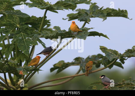 Safran Finch (Sicalis flaveola) Big Island Hawaii Stockfoto