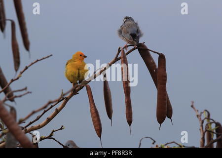 Safran Finch (Sicalis flaveola) Big Island Hawaii Stockfoto