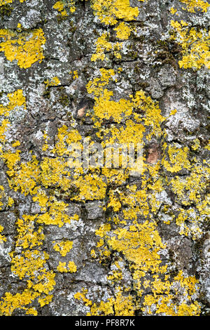Gelbe Flechten und Moos Pilz wächst auf Baumrinde Stockfoto