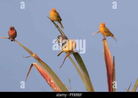Safran Finch (Sicalis flaveola) Big Island Hawaii Stockfoto