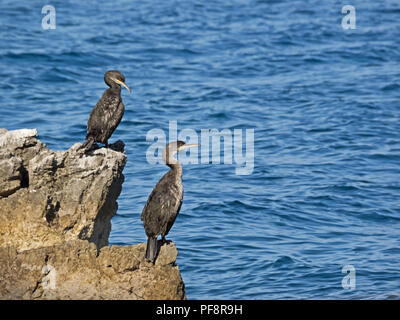 Zwei Kormorane sitzen auf einem Felsen in der Nähe der kroatischen Küste Stockfoto