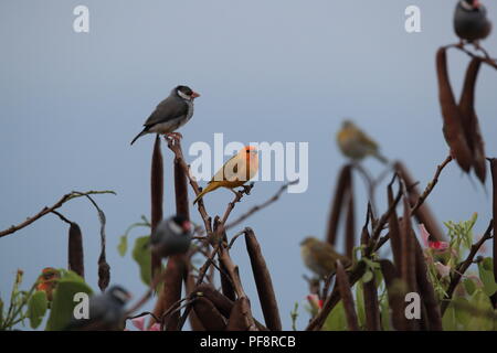 Safran Finch (Sicalis flaveola) Big Island Hawaii Stockfoto