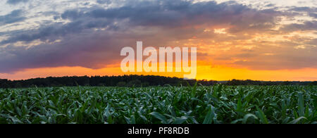 Deutschland, XXL Orange fire Sonnenuntergang Dämmerung Himmel hinter grünen Maisfeldern Landschaft Stockfoto