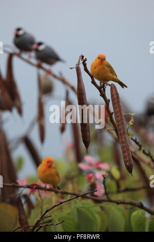 Safran Finch (Sicalis flaveola) Big Island Hawaii Stockfoto