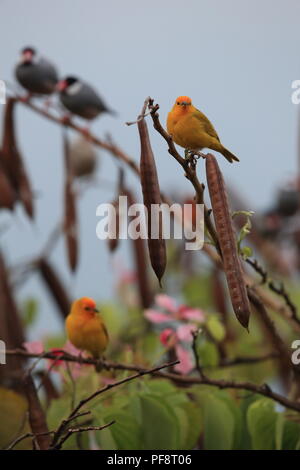 Safran Finch (Sicalis flaveola) Big Island Hawaii Stockfoto