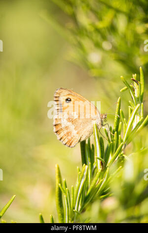 In der Nähe - geschossen von einer isolierten Gatekeeper Pyronia tithonus, Schmetterling, auch bekannt als Hedge Brown auf eine Pflanze Nektar trinken abgerechnet. Essex, UK. Stockfoto