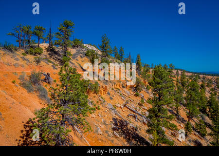 Schöne im Hinblick auf pinyon Pinienwald Bryce Canyon National Park, Utah Stockfoto