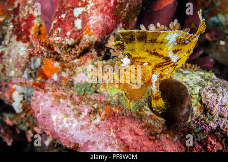 Yellow Leaf Scorpion Fisch Taenianotus triacanthus. Amed, Bali Stockfoto