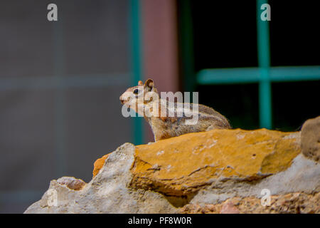 Golden-Mantled Erdhörnchen im Bryce Canyon National Park, Utah Stockfoto