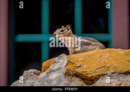 Golden-Mantled Erdhörnchen im Bryce Canyon National Park, Utah Stockfoto