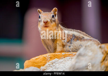 Golden-Mantled Erdhörnchen im Bryce Canyon National Park, Utah Stockfoto