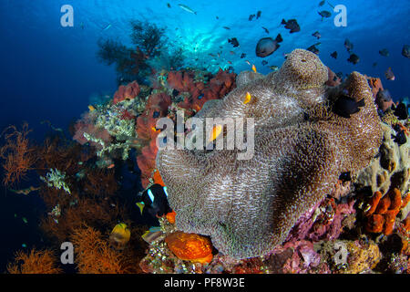 Seeanemone (Heteractis magnifica) und Clownfisch (Amphiprion ocellaris) bei Sonnenaufgang auf der USAT Liberty Wrack in Tulamben Bali Stockfoto