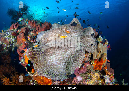 Seeanemone (Heteractis magnifica) und Clownfisch (Amphiprion ocellaris) bei Sonnenaufgang auf der USAT Liberty Wrack in Tulamben Bali Stockfoto