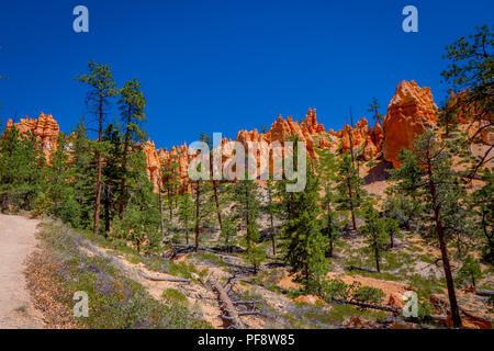 Schöne im Hinblick auf pinyon Pinienwald Bryce Canyon National Park, Utah Stockfoto