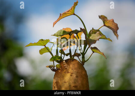 Nahaufnahme der eine sprießende Süßkartoffel mit slip Sprossen wachsen, die es für die Vermehrung im Gartenbau Stockfoto