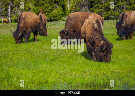 Einen Blick auf die Herde Bisons grasen auf einem Feld mit Bergen und Bäumen im Hintergrund Stockfoto