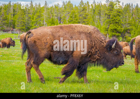 Einen Blick auf die Herde Bisons grasen auf einem Feld mit Bergen und Bäumen im Hintergrund Stockfoto