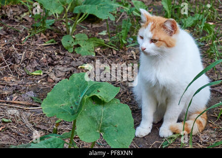 Alte schwere Multi Color Ingwer und weißen hungrig heimatlose Katze mit einem traurigen Blick Outdoor Portrait Stockfoto