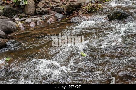 Erinnerung an Paul Martin ..... ............... ............... De expedición Entdeckung Madrense GreaterGood ORG que recaba datos que Syrvaine como Información de Direct para entender mejor las Relaciones biológicas del Archipiélago Madrense y se Usan para proteger y conservar las Tierras de las Islas vírgenes Sonorenses Serranas. Binacional Expedición aye une ein colaboradores de México y Estados Unidos con Experiencias y Especialidades de las Ciencias biológicas variadas, con la intención de aprender Lo más posible sobre Mesa de Tres Ríos, La porción más norteña de la Sierra Madre O Stockfoto