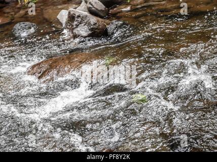 Erinnerung an Paul Martin ..... ............... ............... De expedición Entdeckung Madrense GreaterGood ORG que recaba datos que Syrvaine como Información de Direct para entender mejor las Relaciones biológicas del Archipiélago Madrense y se Usan para proteger y conservar las Tierras de las Islas vírgenes Sonorenses Serranas. Binacional Expedición aye une ein colaboradores de México y Estados Unidos con Experiencias y Especialidades de las Ciencias biológicas variadas, con la intención de aprender Lo más posible sobre Mesa de Tres Ríos, La porción más norteña de la Sierra Madre O Stockfoto