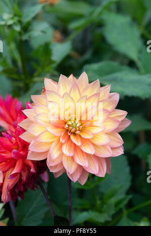 Dahlie "feuertopf" im Englischen Garten. UK. Halb Teller Dahlia Stockfoto