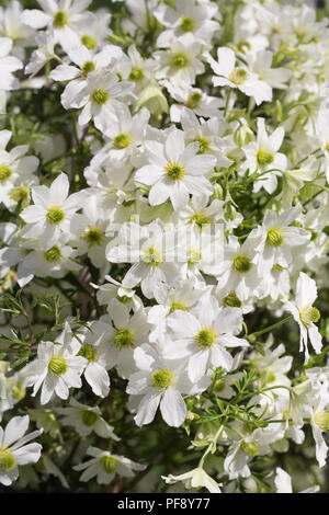 Clematis 'Early Sensation' Blumen. Stockfoto