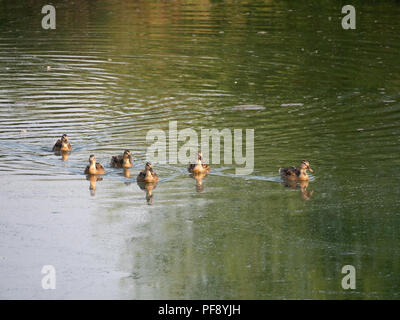 Sechs sonnenbeschienenen weibliche Stockenten schwimmen im grünen Wasser in Richtung der Kamera. Stockfoto