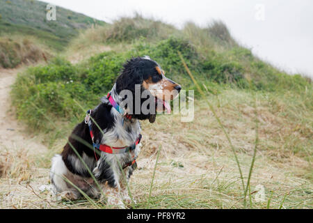 Einen schönen blauen roan Cocker Spaniel Welpen spielen auf einem goldenen Sandstrand Stockfoto