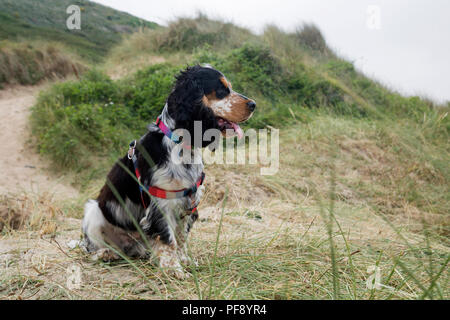 Einen schönen blauen roan Cocker Spaniel Welpen spielen auf einem goldenen Sandstrand Stockfoto