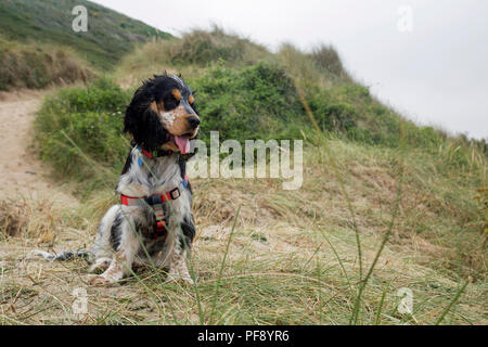 Einen schönen blauen roan Cocker Spaniel Welpen spielen auf einem goldenen Sandstrand Stockfoto
