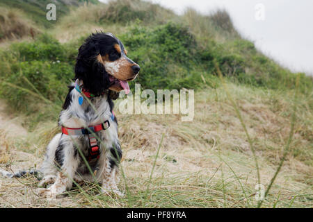 Einen schönen blauen roan Cocker Spaniel Welpen spielen auf einem goldenen Sandstrand Stockfoto