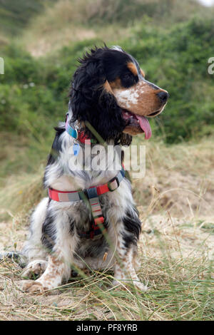 Einen schönen blauen roan Cocker Spaniel Welpen spielen auf einem goldenen Sandstrand Stockfoto