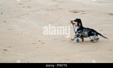 Einen schönen blauen roan Cocker Spaniel Welpen spielen auf einem goldenen Sandstrand Stockfoto