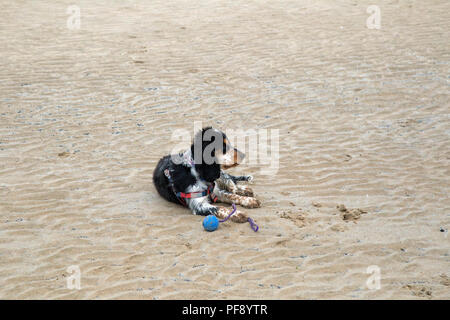 Einen schönen blauen roan Cocker Spaniel Welpen spielen auf einem goldenen Sandstrand Stockfoto